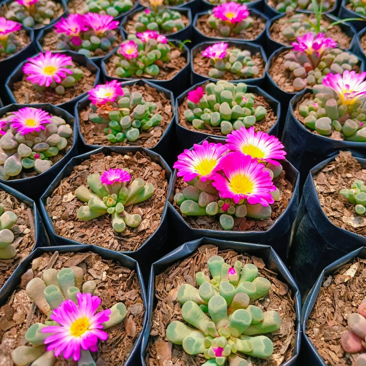 Frithia Pulchra Succulent Plant - myBageecha