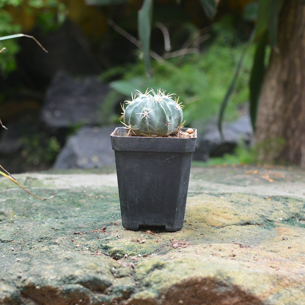 Ferocactus Latispinus Var. Latispinus Cactus Plant - myBageecha