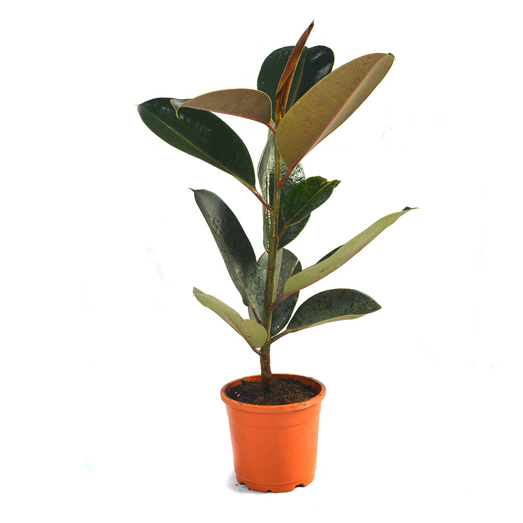 Ficus Elastica Burgundy indoor décor styling - myBageecha