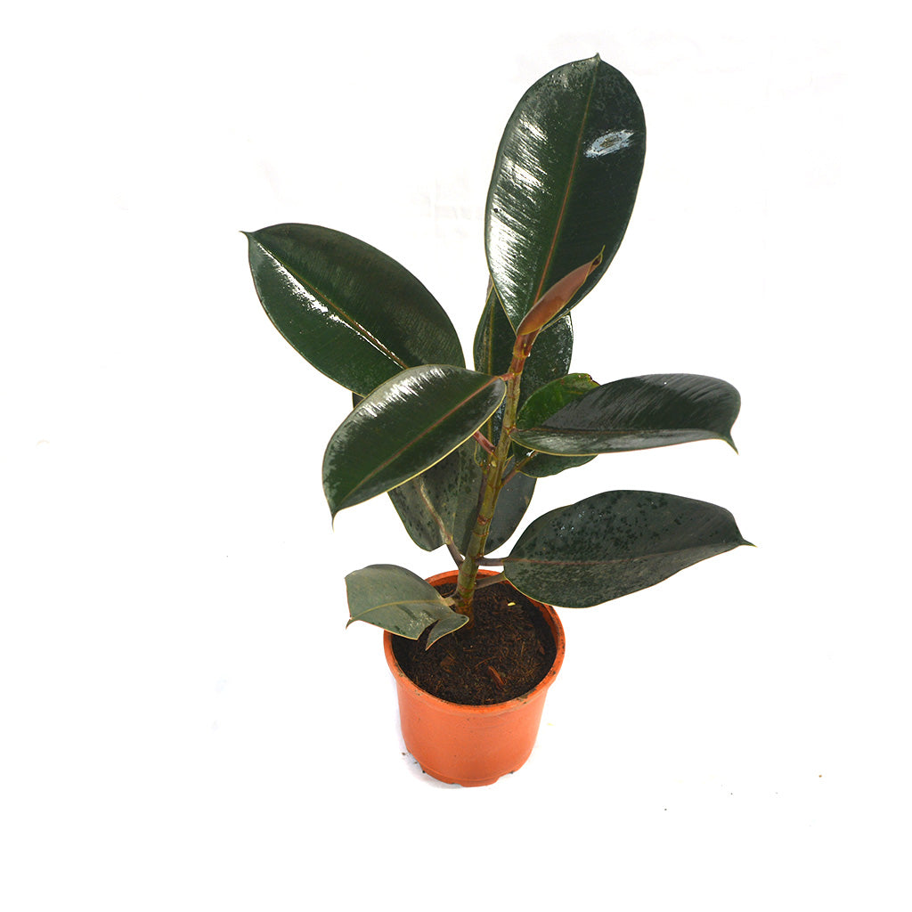 Ficus Elastica Burgundy Plant leaf close view – myBageecha