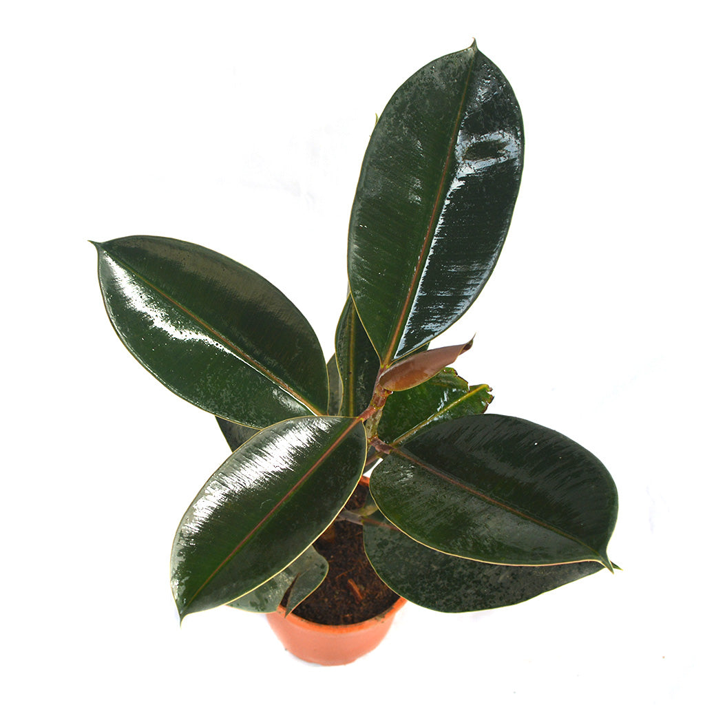Ficus Elastica Burgundy pot placement - myBageecha