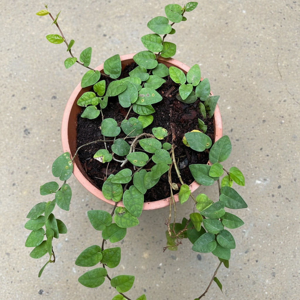 Ficus Pumila Repens Plant- Top View