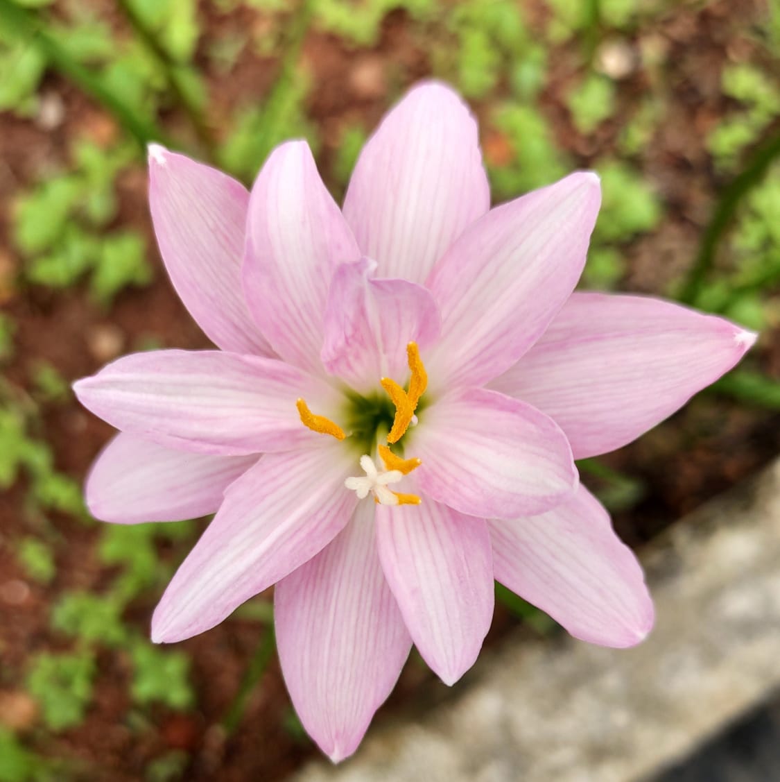 Rain Lily Fidelity Charm (bulbs)