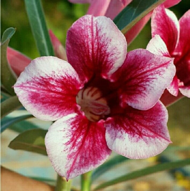Firecrest Bloom Adenium-myBageecha