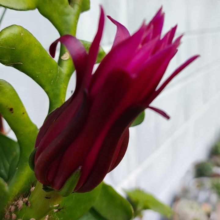 Selenicereus anthonyanus-myBageecha