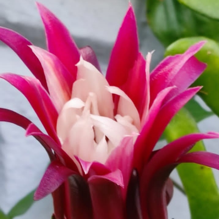 Selenicereus anthonyanus-myBageecha