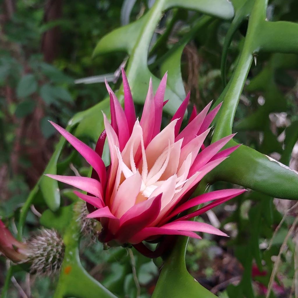 Selenicereus anthonyanus-myBageecha