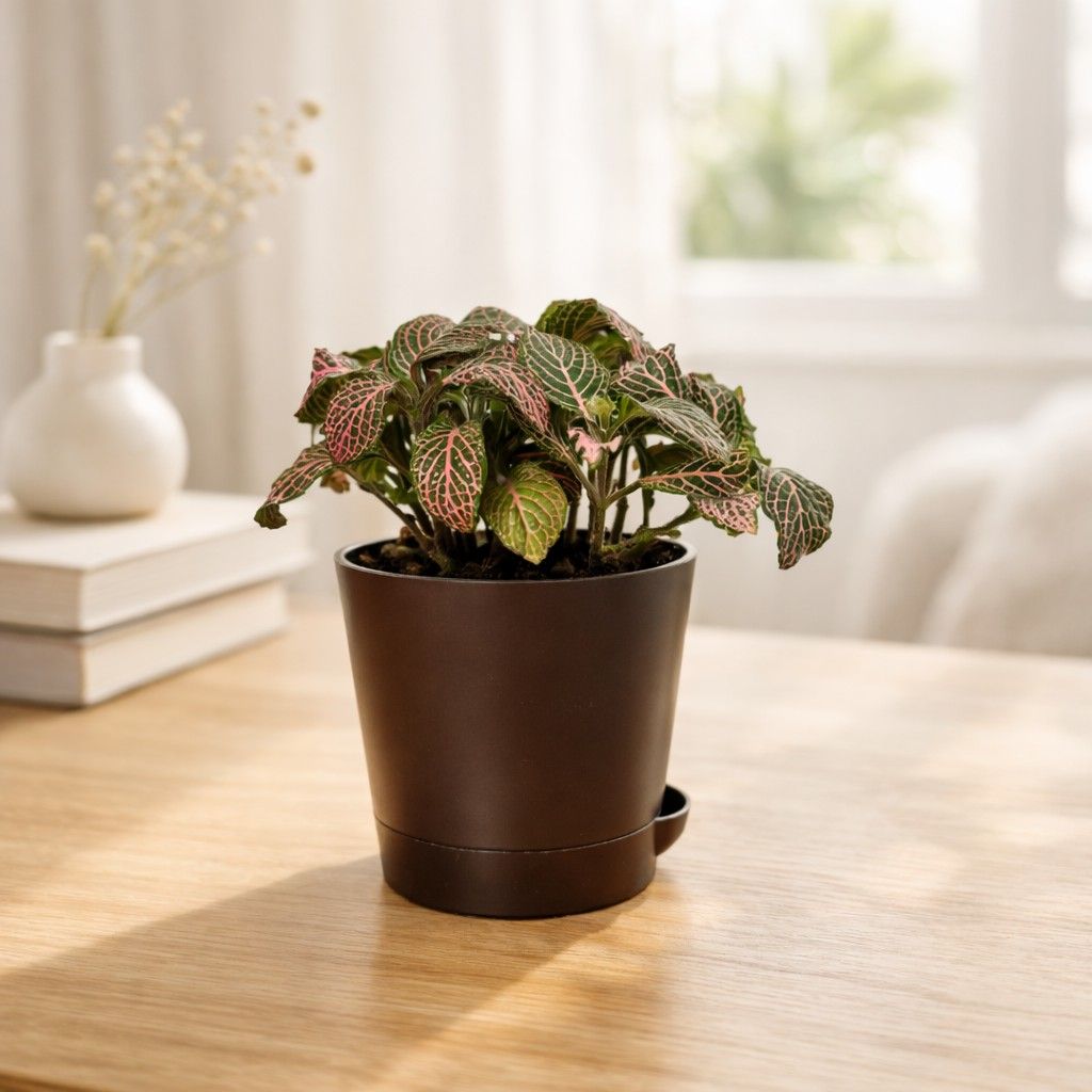 Fittonia Mini Pink Plant foliage self watering pot side view – myBageecha