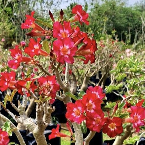 Flaming Pearl Adenium-myBageecha