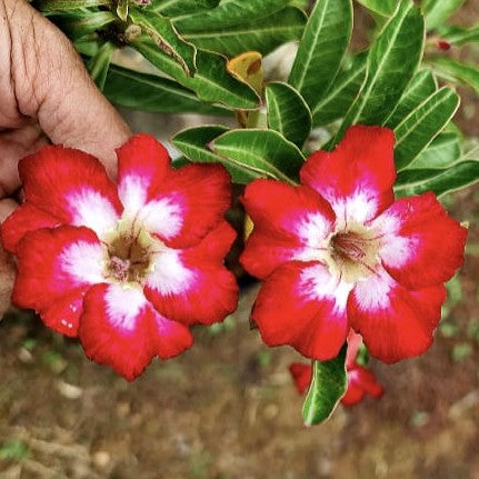 Flaming Pearl Adenium-myBageecha