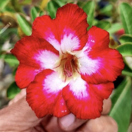 Flaming Pearl Adenium-myBageecha