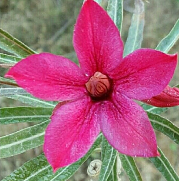Flock of Red Tanager-myBageecha