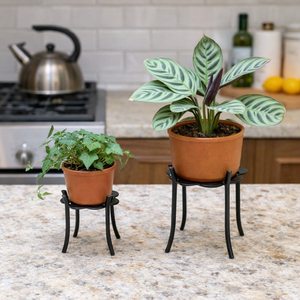 Foliage plant on set of Floral Stand kept in kitchen