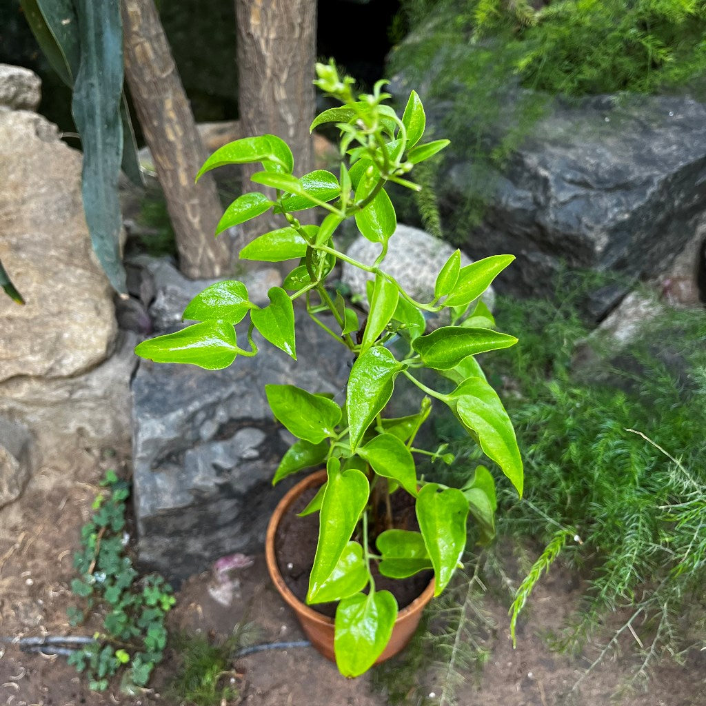 Fragrant Virgin's Bower Clematis Flammula Plant - myBageecha