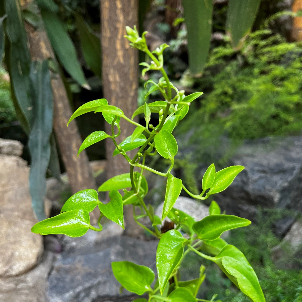 Fragrant Virgin's Bower Clematis Flammula Plant - myBageecha