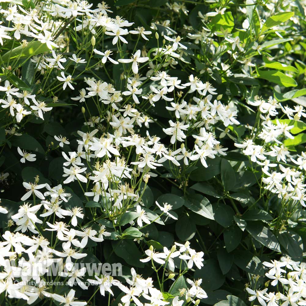 Fragrant Virgin's Bower Clematis Flammula Plant - myBageecha