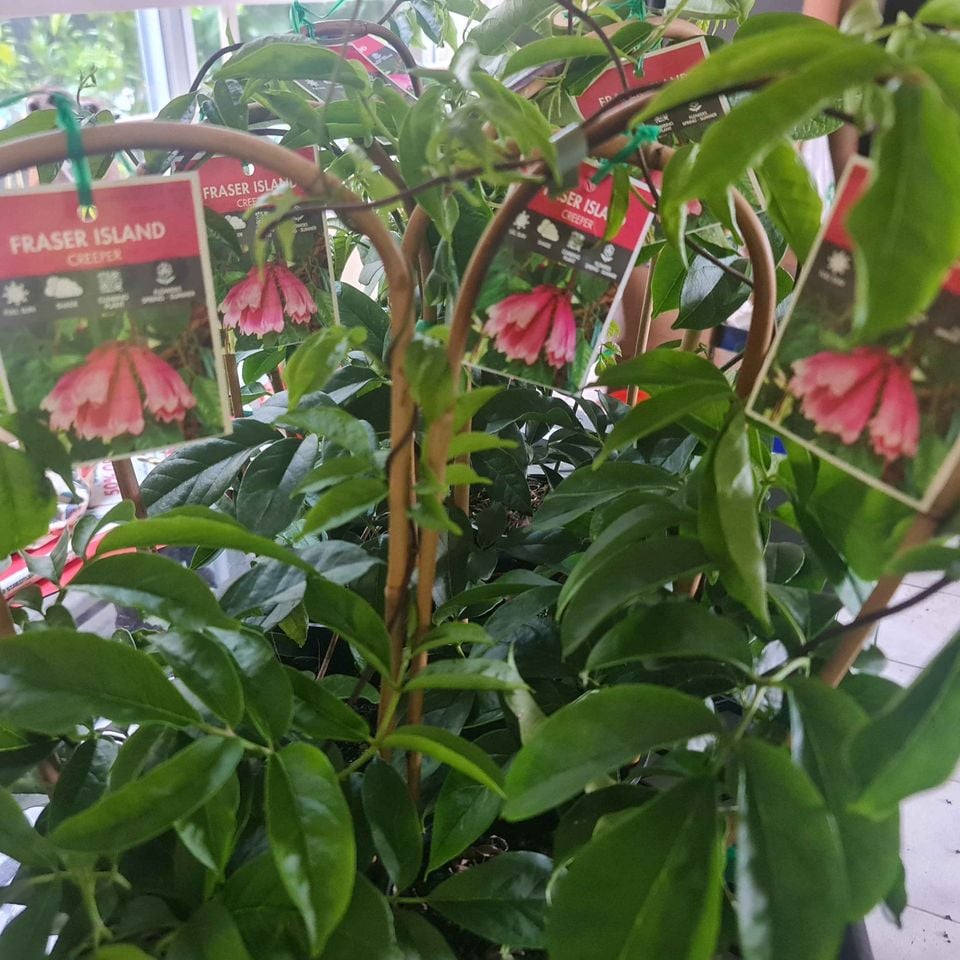 Fraser Island Creeper (Tecomanthe hillii)