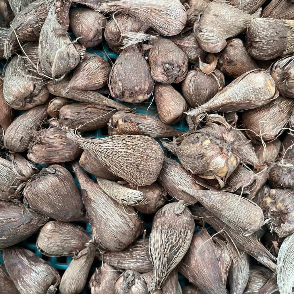 Freesia Alba Corms