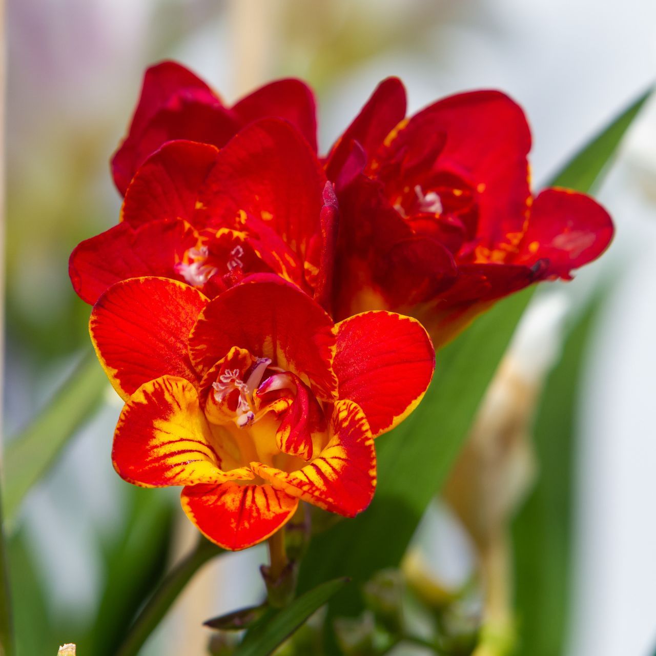 Freesia Red Beauty (Bulbs) - myBageecha