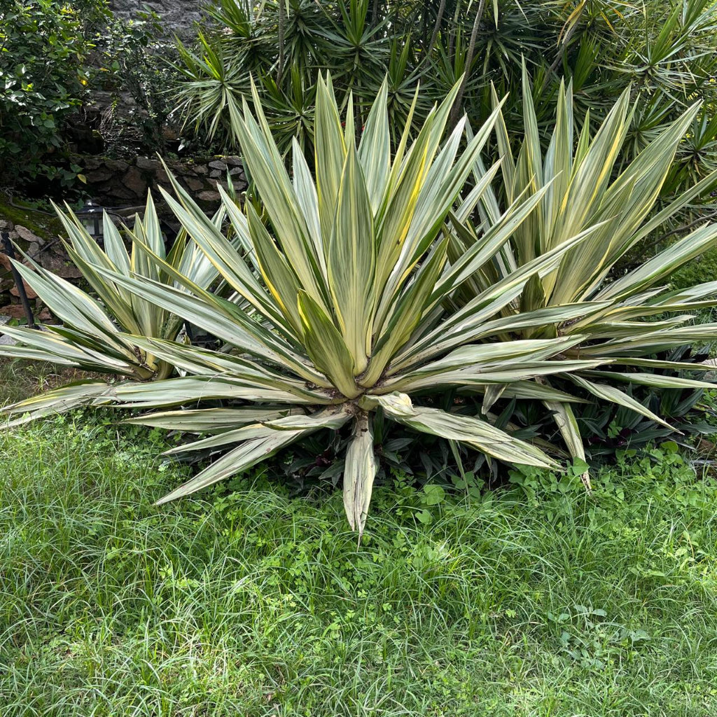 Cluster of Furcraea Foetida Mediopicta plants with sword-like leaves in green, cream, and yellow, growing in a grassy garden bed.