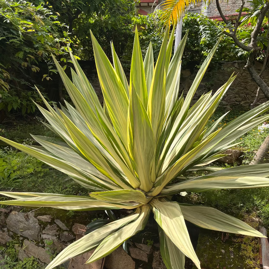 A variegated Furcraea Foetida agave plant with long, sword-like leaves featuring creamy yellow and pale green stripes, photographed outdoors in a garden setting with foliage and rocks in the background.