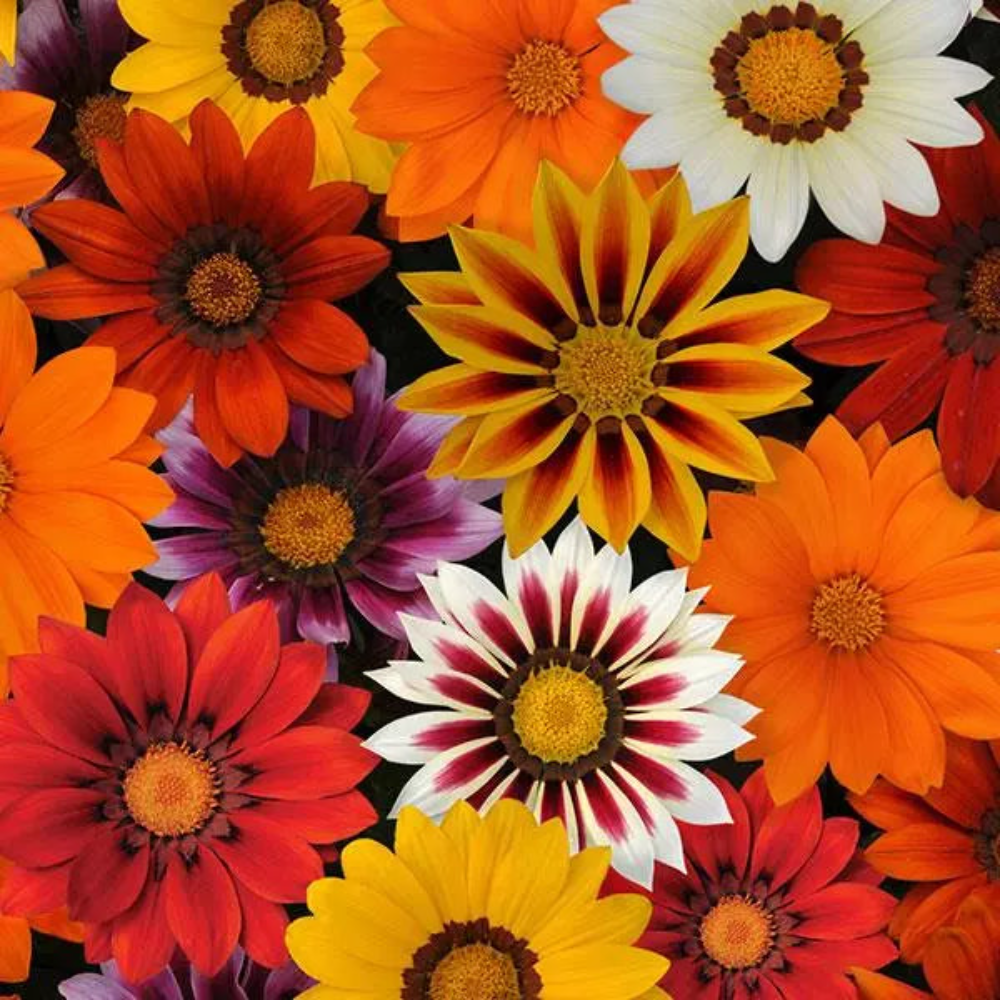 Gazania New Day Mix Flower Seeds – daisy blooms – myBageecha