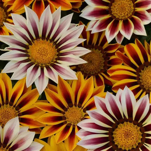 Gazenia New Day Tiger Mix Flower Seeds – striped blooms – myBageecha