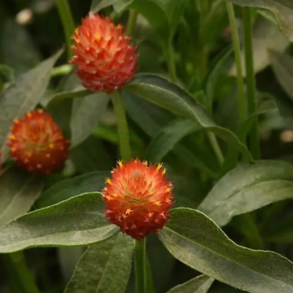 Gomphrena QIS Carmine Flower Seeds – carmine blooms – myBageecha