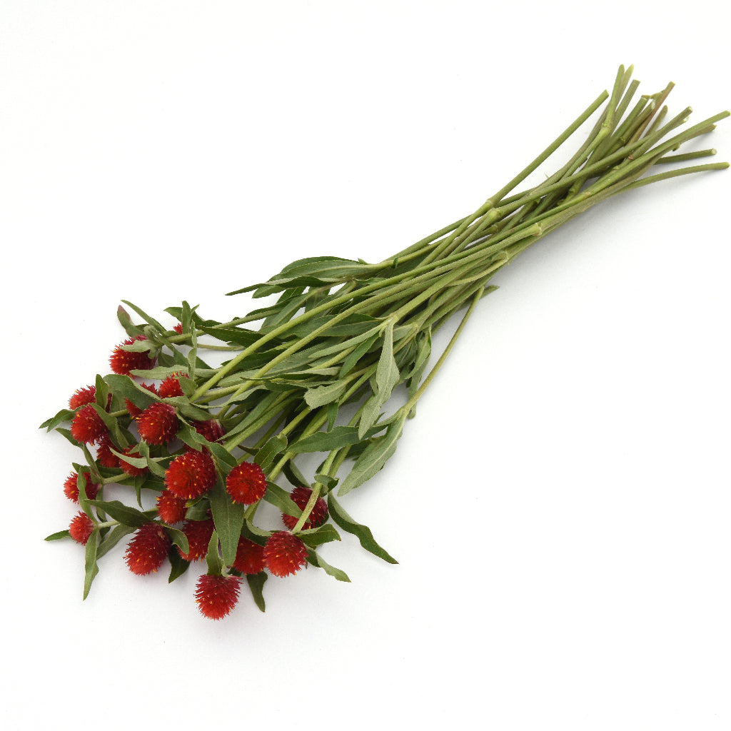 Gomphrena QIS Red Flower Seeds – summer & monsoon flowers -myBageecha