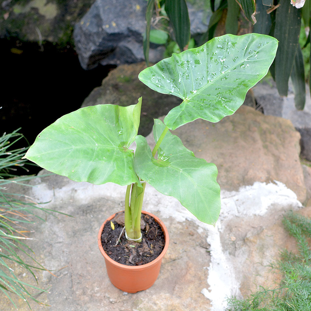 giant taro plant indoor Alocasia Macrorrhizos Giant Taro Plant – Large Leaf Indoor Foliage Accent