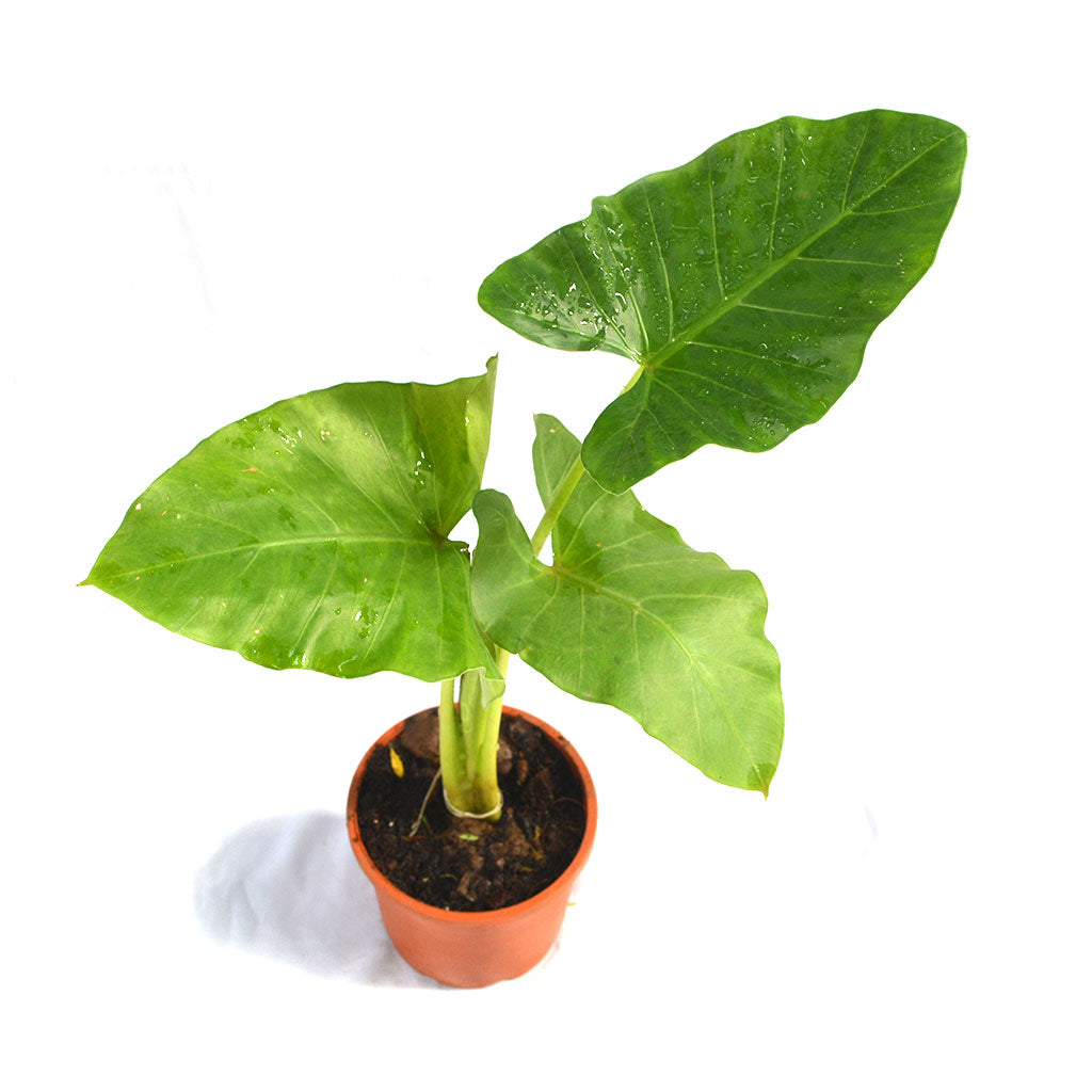 Set of 4 Die Hard Tough Plants - Swiss Cheese Vine Plant + Alocasia Macrorrhizos Giant Taro Plant + Parlor Palm + Jasminum Sambac Madan Mogra Plant - myBageecha