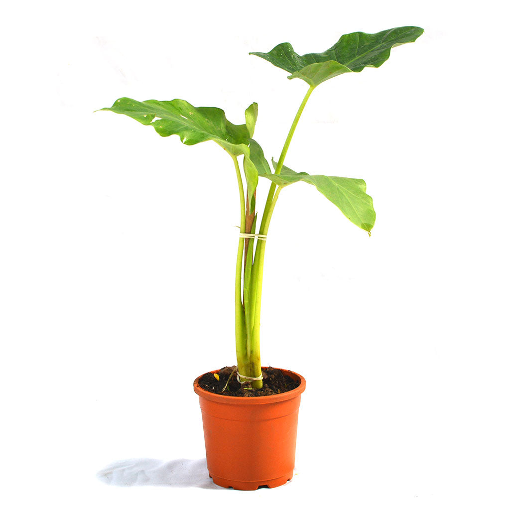 Alocasia Macrorrhizos Giant Taro Plant - myBageecha