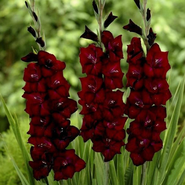 Gladiolus ‘Black Surprise’ with deep burgundy blooms-myBageecha