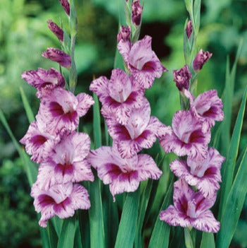 Gladiolus ‘Kenia’ lavender-pink blooms with purple streaks-myBageecha