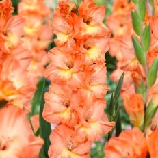 Gladiolus ‘Sierra’ with coral-orange blooms and soft yellow centers on tall spikes-myBageecha