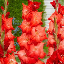 Gladiolus ‘For Evight’ with bright red-orange blooms on tall spikes-myBageecha