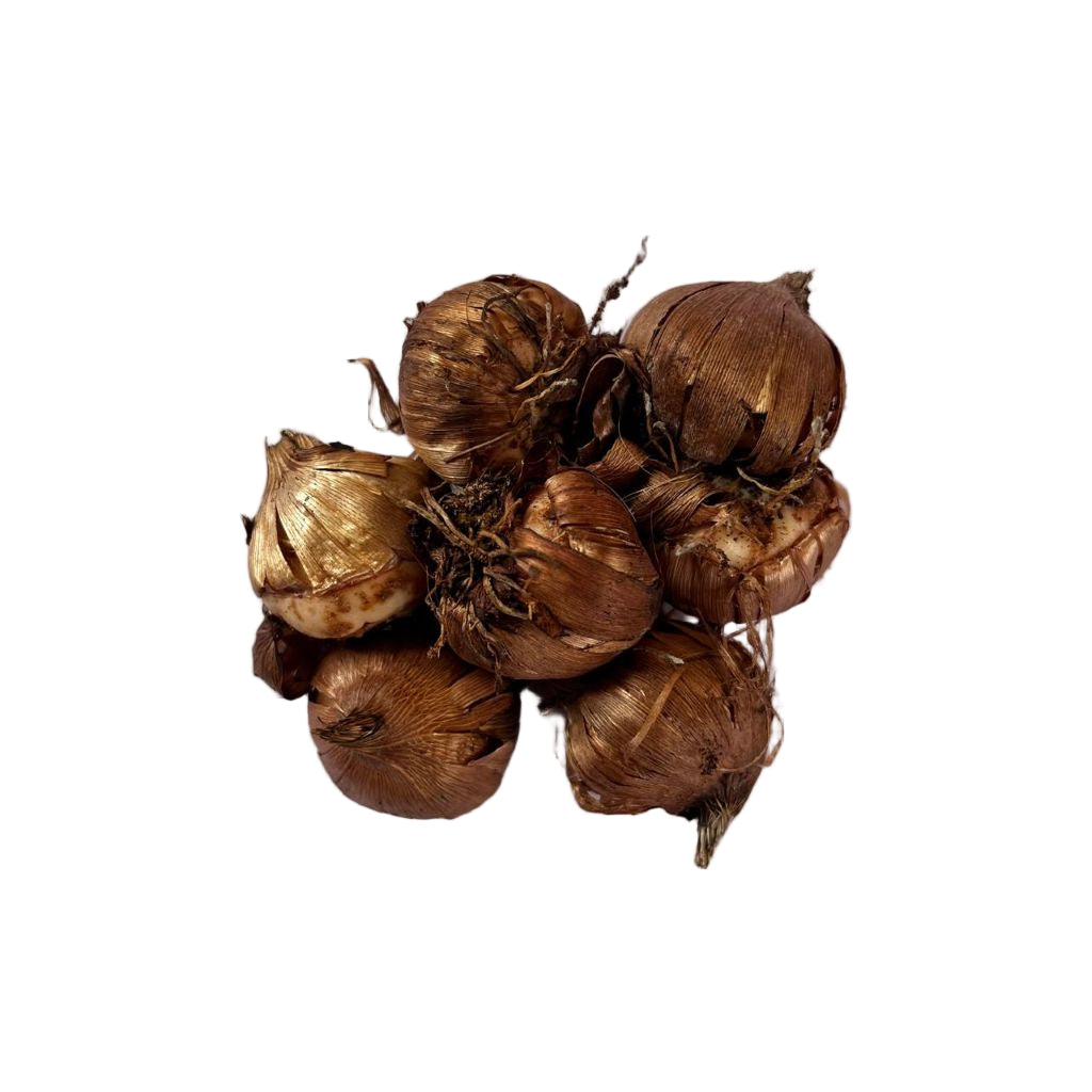 Gladiolus flowering bulbs with natural dry outer layers, suitable for winter planting and ideal for Indian home gardens and balconies