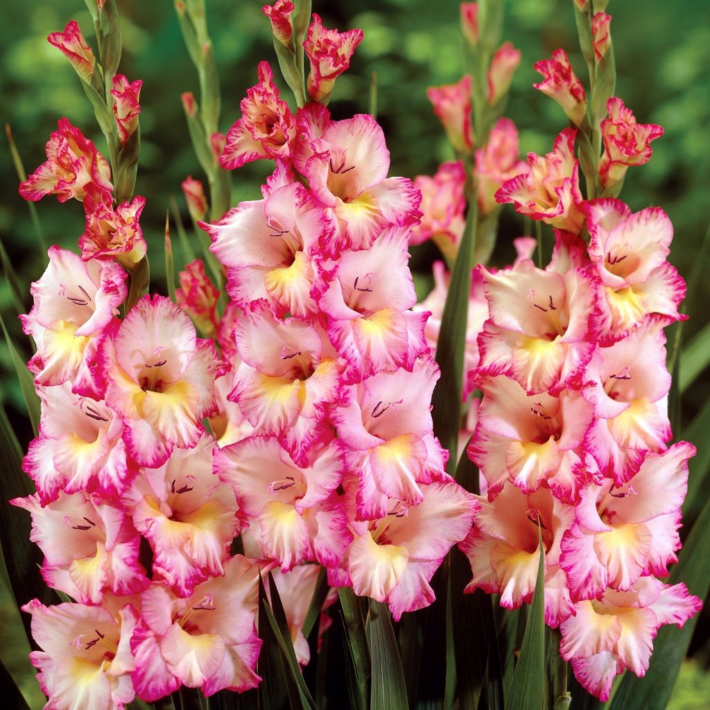 Gladiolus priscilla-myBageecha