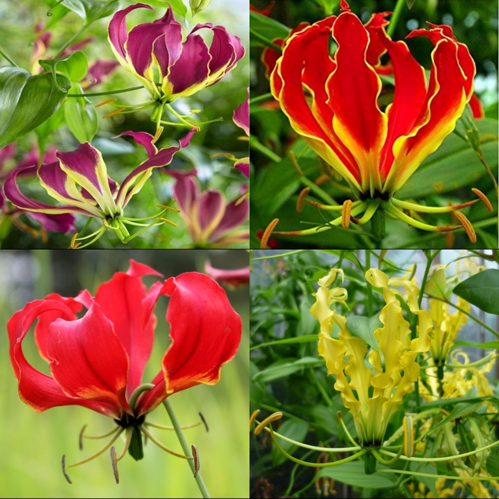 Gloriosa Mixed bulbs, colorful climbing lily flowers