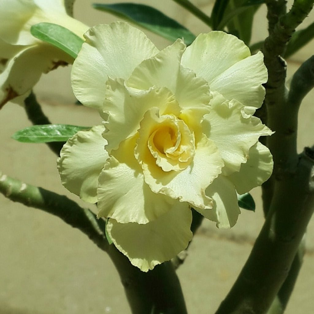 Golden Pearl adenium plant-myBageecha