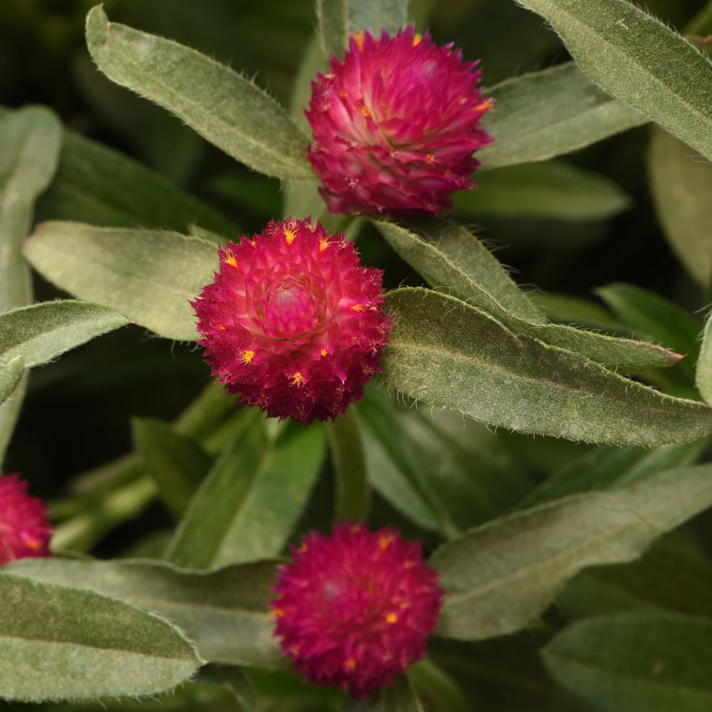 Gomphrena QIS Red Flower Seeds – red blooms – myBageecha