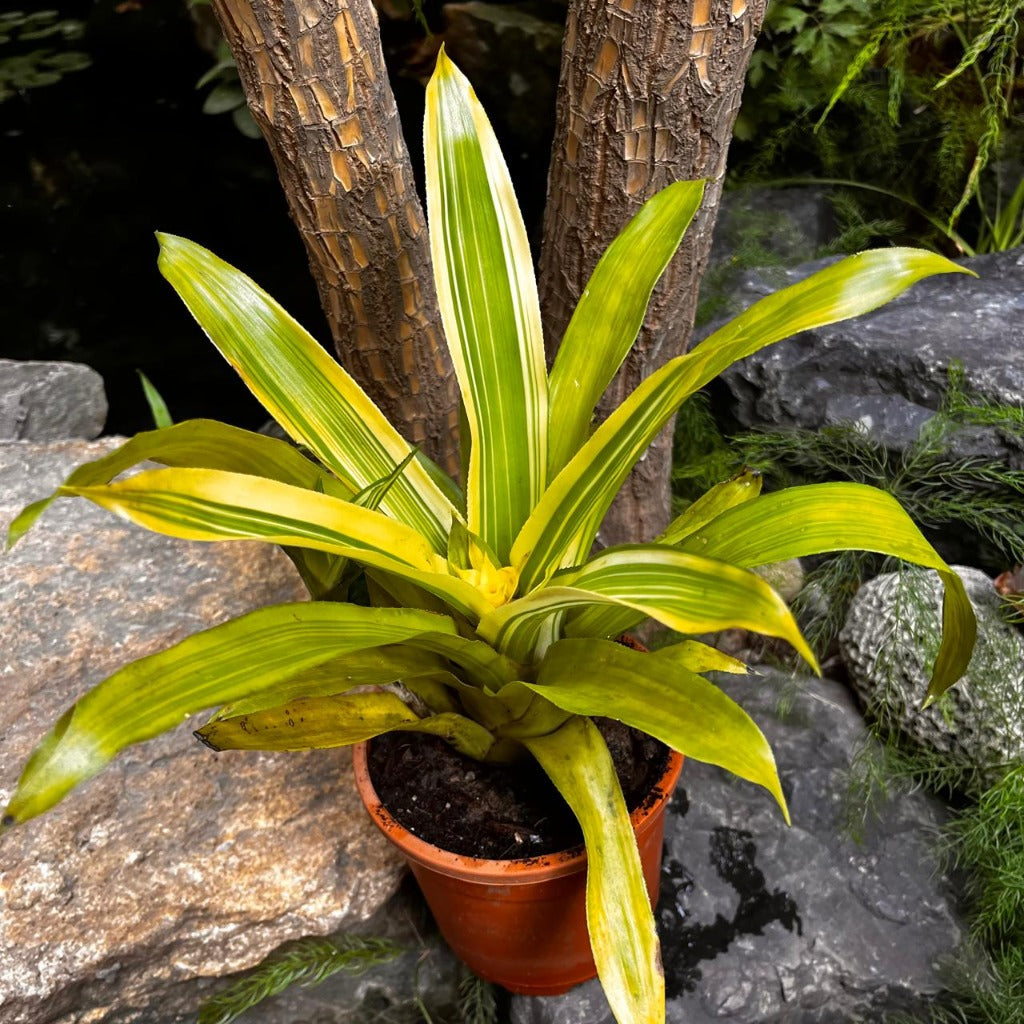 Front view showing upright rosette and central bloom.