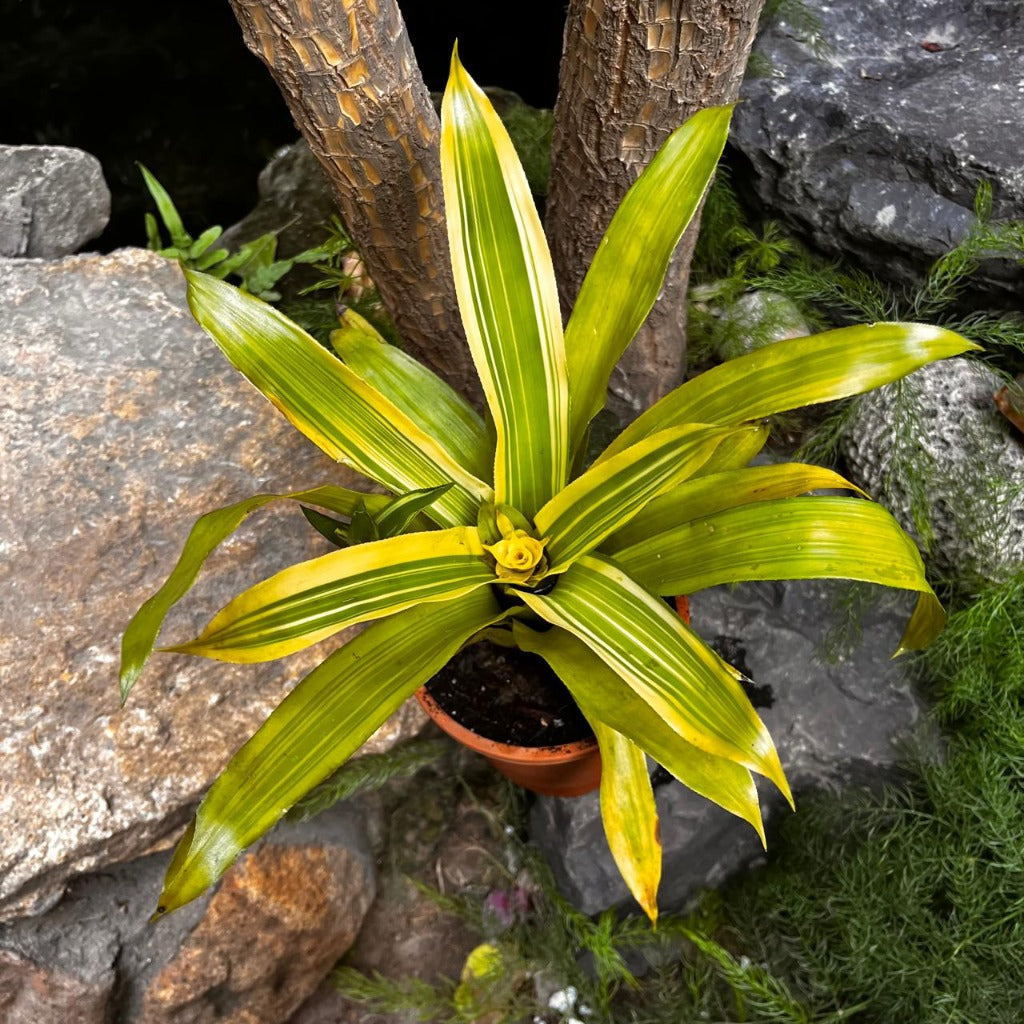 Guzmania lingulata variegated showing red bract with striped foliage by myBageecha