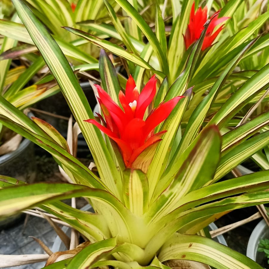 Guzmania 'Orange Star' Plant