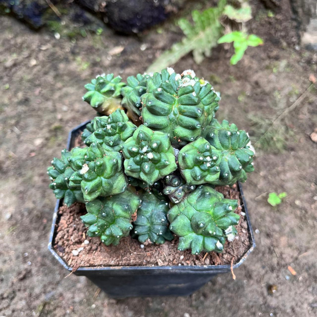Gymnocalycium Kiko Cactus Plant-myBageecha