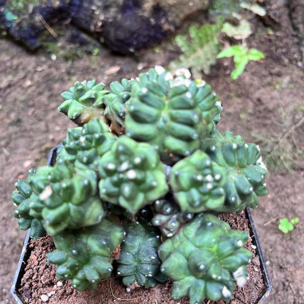 Gymnocalycium Kiko Cactus Plant-myBageecha
