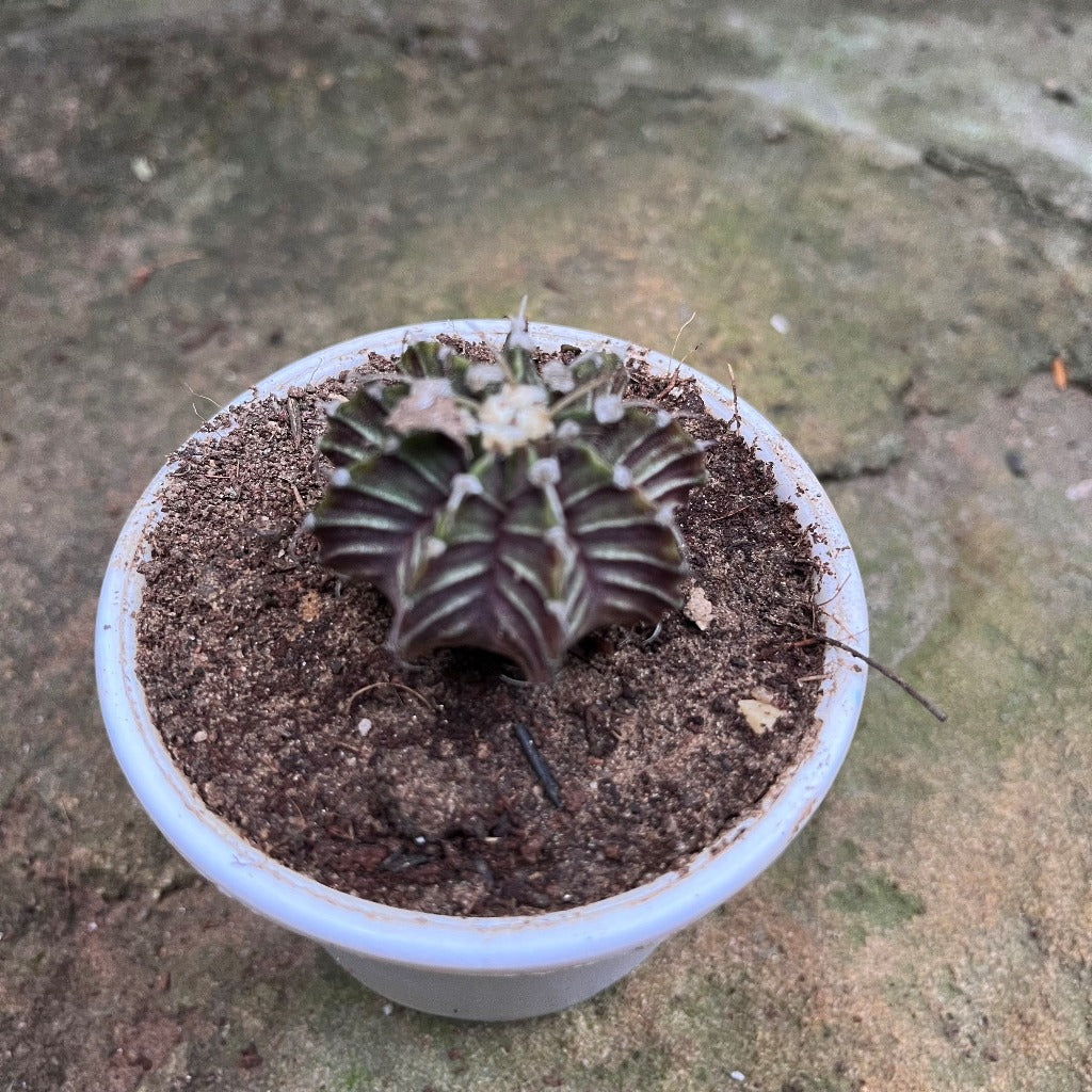 Gymnocalycium Friedrichii Cactus Plant - myBageecha