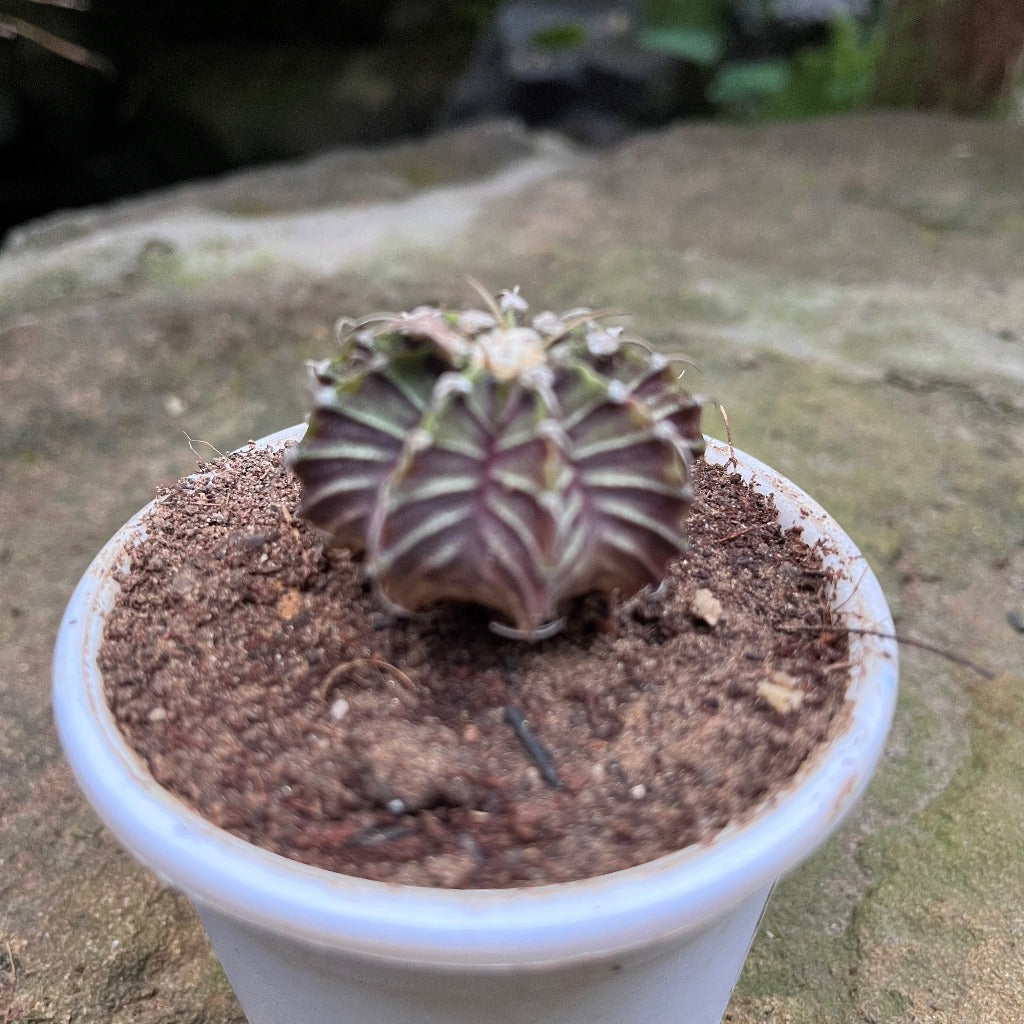 Gymnocalycium Friedrichii Cactus Plant - myBageecha