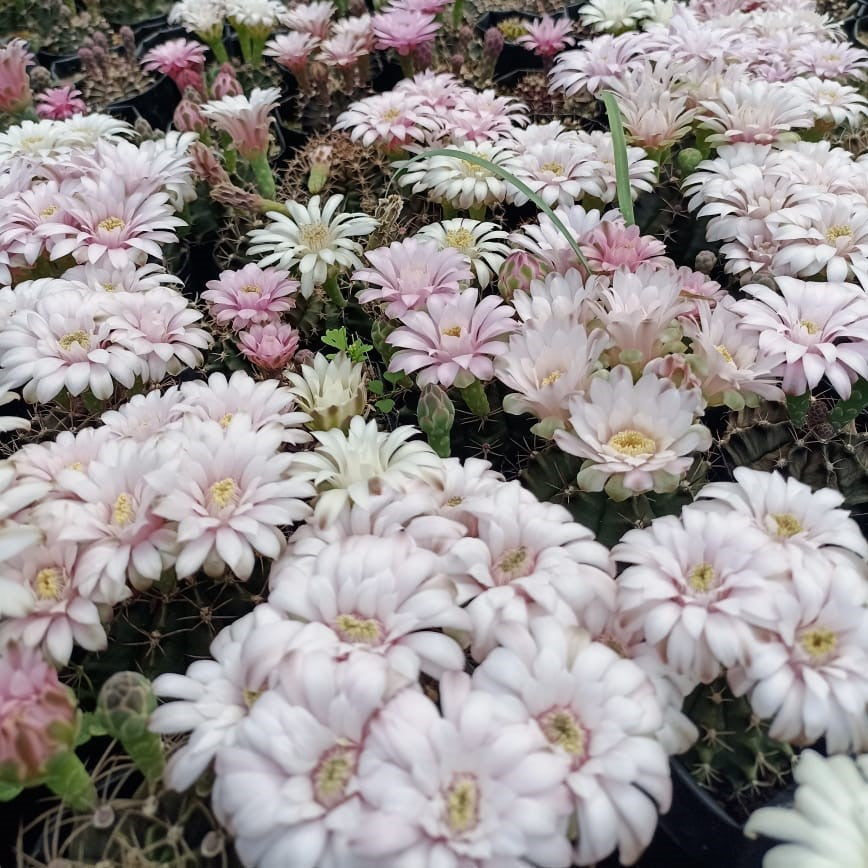 Gymnocalycium Mihanovichii Brown Cactus Plant - myBageecha
