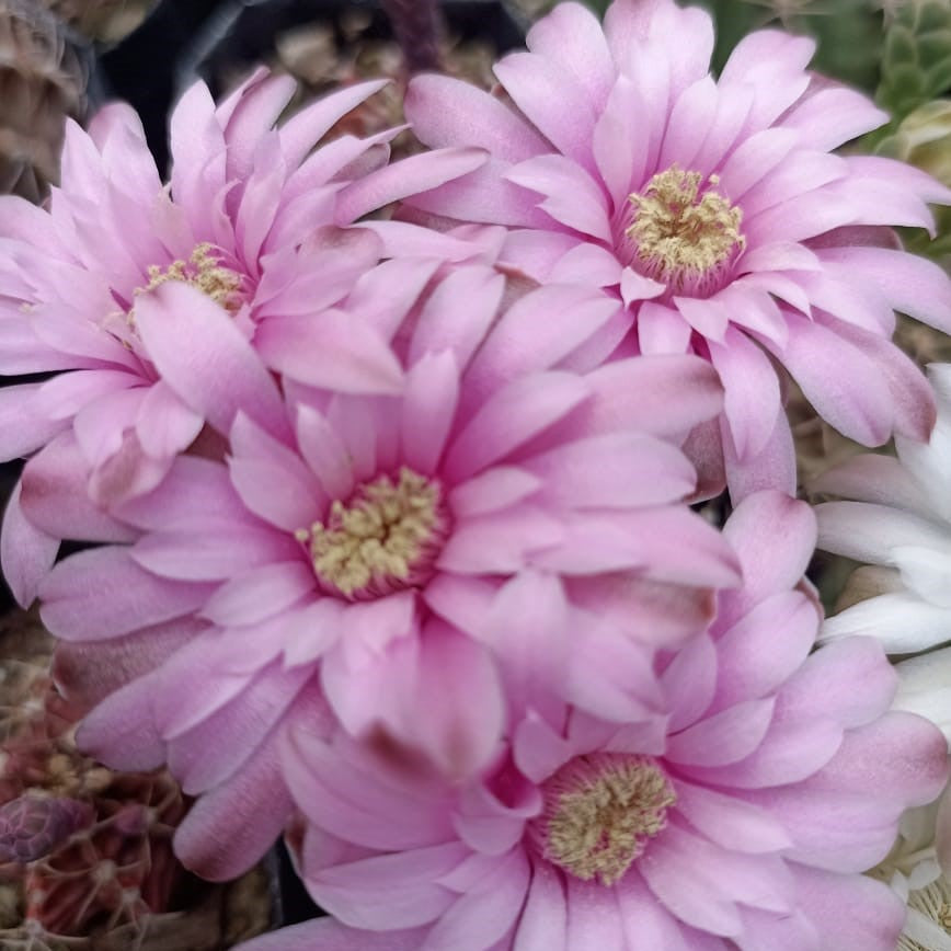 Gymnocalycium Mihanovichii Brown Cactus Plant - myBageecha